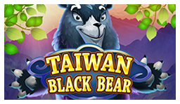 Taiwan Black Bear